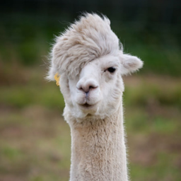 Alpaca team