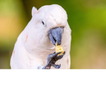 The Official CheesyParrots Group