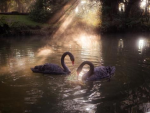 blckswan