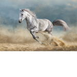 Horse group Have fun