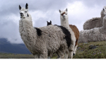 ShadowLamaOffical