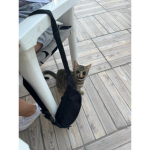 CAT GANGE