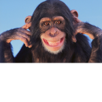 Monkey in heat