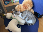 Meine Katze MÜCKE