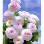 Flower@kindess