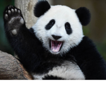 Pandalovers only
