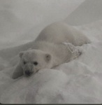 Lil polar bears