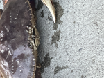 Justice for crabs