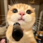 Secret Fish Game