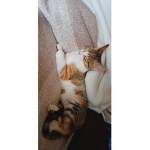 Catbloxmichi