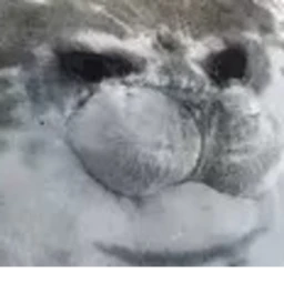 seal icon