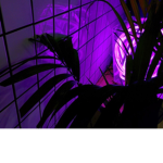 Aesthetic.viBez