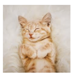 KITTY CLUB #101