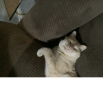 #kittenfans