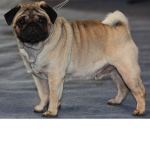 Only dog fans group