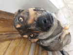 #HundeFans