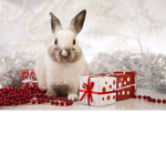 Bored bunnies <3