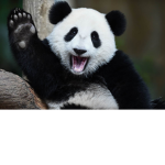 Team Panda Black and White