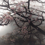 bloomingsakura