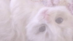 Yuyubux