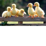 The duckling family