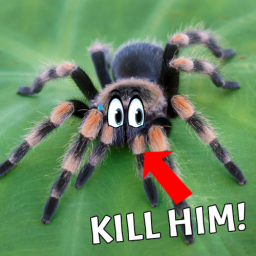 [UPD] KILL SPIDERS icon