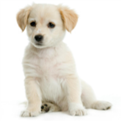 cute puppy Roblox decal