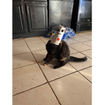 Cat games inc