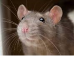 SMELLY RATS ..