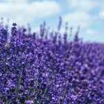 Lavenders door opening