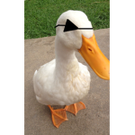 DaDuck BuildersClub