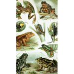 Frog Summoner