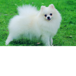 TheBestAnimalSquadX