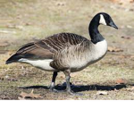 The Goose Gang!
