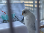 Da parakeet group