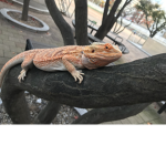 겐지네 가족