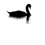 The Bl4ck Sw4n