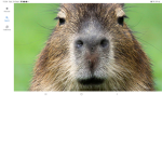 CapybaraPack