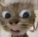 Da Kitti Cat