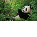 Panda boss express