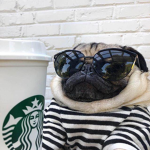 Pugscupid