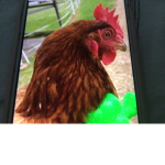 Ckicken Nugget Studio (KFC Gang)