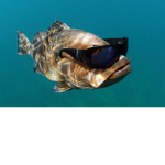 Loyal fishes