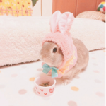 ~bunny hangout~