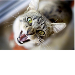 King bling cats