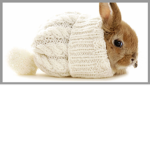 Bunnies United!!! :3