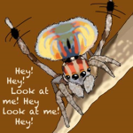 peacock_spider_fam