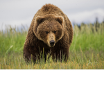BEAR_MASK