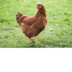 CHICKEN SQAUD :)
