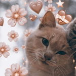 aw aw aw aw aa